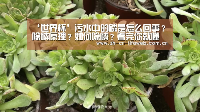 ‘世界杯’污水中的磷是怎么回事?除磷原理?如何除磷?看完你就懂了!(图1) 世界杯